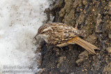 Brown Creeper