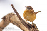 Carolina Wren