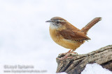 Carolina Wren