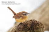 Carolina Wren