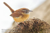 Carolina Wren