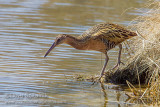 King Rail