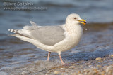 Iceland Gull