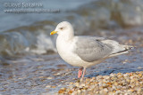 Iceland Gull
