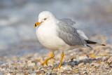 Ring-billed Gull
