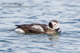 Long-tailed Duck/Oldsquaw (1st winter male)