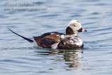 Long-tailed Duck (Oldsquaw)