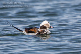 Long-tailed Duck (Oldsquaw)