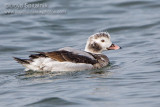 Long-tailed Duck/Oldsquaw (1st winter male)