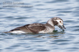 Long-tailed Duck (Oldsquaw)