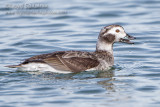 Long-tailed Duck (Oldsquaw)