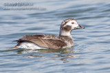 Long-tailed Duck (Oldsquaw)