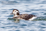 Long-tailed Duck (Oldsquaw)