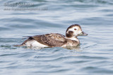 Long-tailed Duck (Oldsquaw)