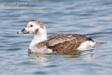 Long-tailed Duck (Oldsquaw)