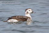 Long-tailed Duck (Oldsquaw)