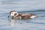 Long-tailed Duck (Oldsquaw)