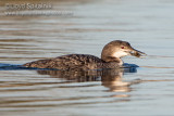 Common Loon