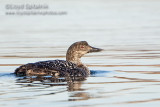 Common Loon
