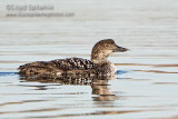 Common Loon