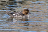 Common Goldeneye