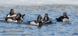 Ring-necked Duck 