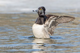 Ring-necked Duck (male)