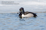 Ring-necked Duck (male)