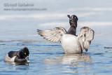 Ring-necked Duck (male)