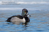 Ring-necked Duck (male)
