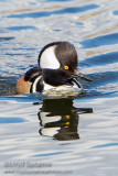 Hooded Merganser (male)