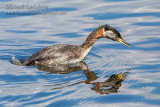 Red-necked Grebe