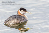 Red-necked Grebe