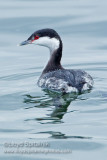 Horned Grebe