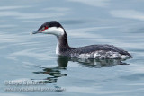 Horned Grebe