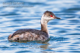 Horned Grebe
