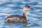 Horned Grebe