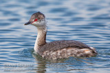 Horned Grebe