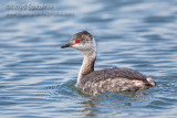 Horned Grebe