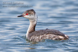 Horned Grebe