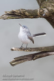 Blue-gray Gnatcatcher 