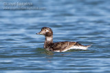 Long-tailed Duck/Oldsquaw (female)