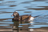 Long-tailed Duck (Oldsquaw)