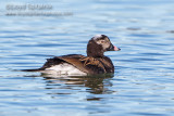 Long-tailed Duck (Oldsquaw)