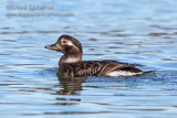 Long-tailed Duck/Oldsquaw (female)