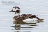 Long-tailed Duck (Oldsquaw)