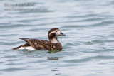 Long-tailed Duck/Oldsquaw (female)