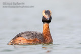 Horned Grebe