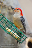 Red-bellied Woodpecker