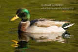 Mallard